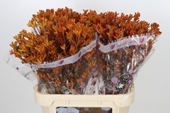 Anigozanthos Orange 80cm
