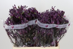 Anigozanthos Bush Merlot 60cm