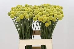 Craspedia Yellow 60cm