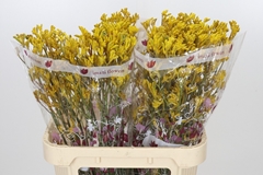 Anigozanthos Flavidus Imani Yellow 80cm