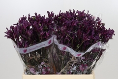 Anigozanthos Bush Merlot 70cm
