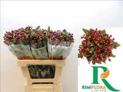 Hypericum Magical Cherry 60cm