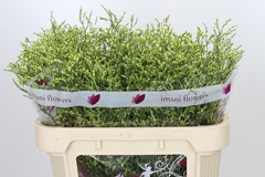 Limonium Sinense China Summer 70cm 25gr.
