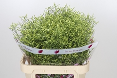 Limonium Sinense China Summer 80cm 30gr.