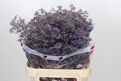 Limonium Safora Classic Blue 80cm 45gr.