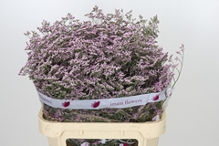 Limonium Safora Oshi Pink 80cm 45gr.