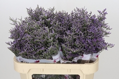 Limonium Skylight 70cm 25gr.