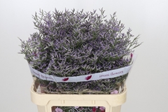 Limonium Skylight 80cm 35gr.