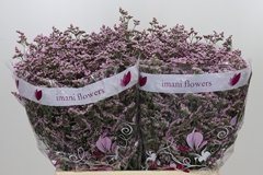Limonium Safora Oshi Pink 60cm 25gr.