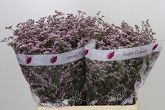 Limonium Safora Oshi Pink 60cm 35gr.
