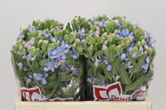 Oxypetalum Tweedia Blue 35cm