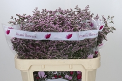 Limonium Safora Oshi Pink 70cm 35gr.