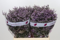 Limonium Safora Lilac 60cm 20gr.