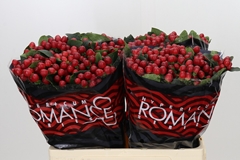 Hypericum True Romance 60cm