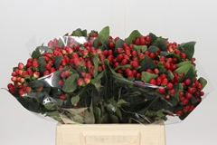 Hypericum True Romance 40cm