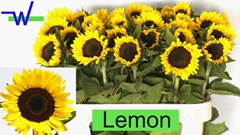 Helianthus Sunrich Lemon 80cm