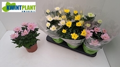 Chrysanth Zembla Mix 15Ø 31cm