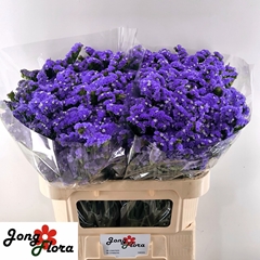 Limonium Sinuatum Levis Wings 75cm 40gr.