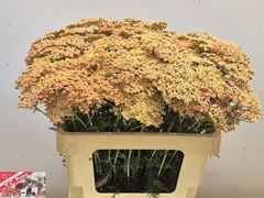 Achillea Millefolium Lachsschönheit 55cm