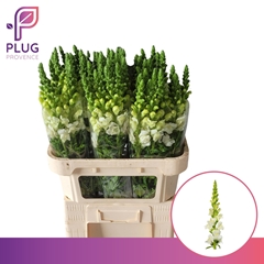 Antirrhinum Potomac Ivory White 75cm