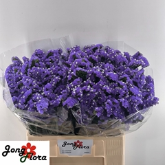 Limonium Sinuatum Levis Wings 60cm 20gr.