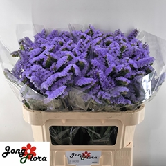 Limonium Sinuatum Sky Wings 75cm 30gr.