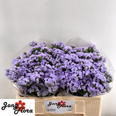 Limonium Sinuatum Mermaid Wings 50cm 20gr.
