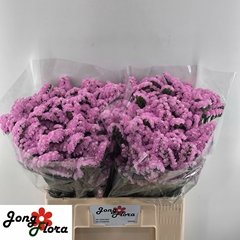 Limonium Sinuatum Fantasia Wings 60cm 20gr.