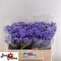 Limonium Sinuatum Midnight Wings 50cm 20gr.