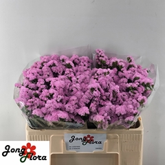 Limonium Sinuatum Fantasia Wings 50cm 20gr.