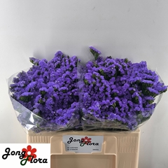 Limonium Sinuatum Pippa Wings 50cm 20gr.