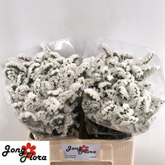 Limonium Sinuatum Harmony Wings 60cm 20gr.