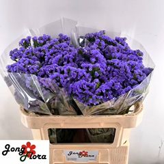 Limonium Sinuatum Midnight Wings 70cm 30gr.