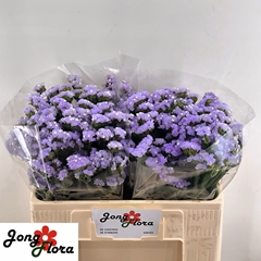 Limonium Sinuatum Sky Wings 50cm 20gr.