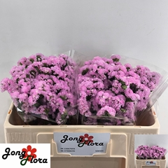 Limonium Sinuatum Fantasia Wings 45cm 15gr.