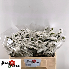 Limonium Sinuatum Harmony Wings 50cm 15gr.