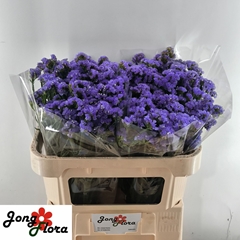 Limonium Sinuatum Levis Wings 70cm 35gr.