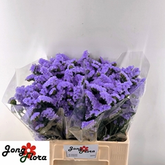 Limonium Sinuatum Sky Wings 60cm 25gr.