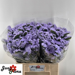 Limonium Sinuatum Mermaid Wings 60cm 25gr.