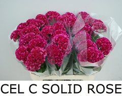Celosia Solid Rose 80cm