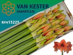 Hippeastrum Desire 75cm
