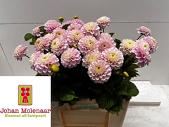 Dahlia Wizard Of Oz 55cm