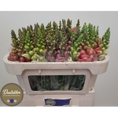 Antirrhinum Mix 70cm