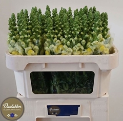 Antirrhinum Opus Yellow 75cm