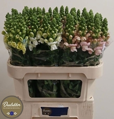 Antirrhinum Mix 75cm
