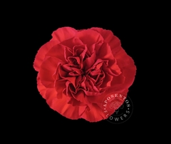 Dianthus Single Red 65cm