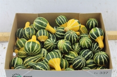 Cucurbita Pepo Pear Bicolor 5cm