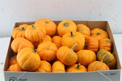 Cucurbita Pepo Jack Be Little