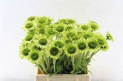 Echinacea Green Jewel 45cm