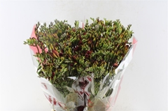 Freesia Double Fuego 50cm 20gr.